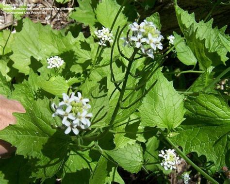 Plantfiles Pictures Garlic Mustard Hedge Garlic Jack By The Hedge