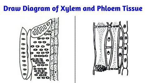 Xylem And Phloem Diagram