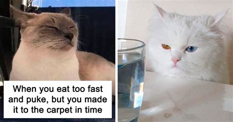 30 hilarious cat memes all cat owners will be able to relate to