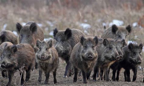 Wild hogs wild hog wild hogs nature wild animals forest wild animals nature wild animal scenery dangerous wild animals natural wild animal picture wild hogs flowers animal nature grass wildlife green safari africa cat zoo mammal flower predator wild chrysanthemum natural white feline face fur. Wild Hog FAQs | Houston, Texas Wild Hog Removal Services