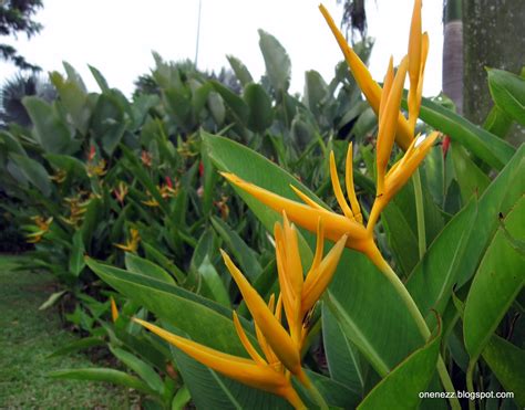 The bracts are solid red, becoming pinkish towards the centre. Onenezz: Heliconia