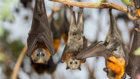 Council Receives Grant To Complete Flying Fox Management Plan Manning