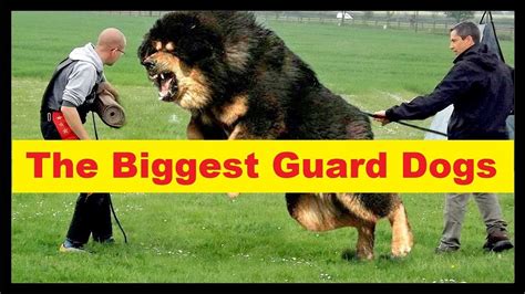 Top 10 Biggest Guard Dogs In The World 10 Biggest Dog