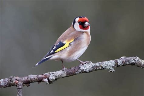 Garden Birds In Ireland Identification Guide With Useful Tips