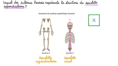 Apprentissage De L Anatomie Du Squelette Squelette Appendiculaire My