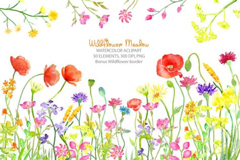 Watercolor Wild Flower Meadow Illustrations Creative Market