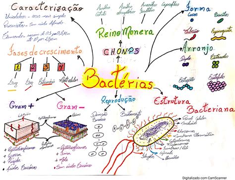 Top Imagen Mapa Mental De Las Bacterias Viaterra Mx