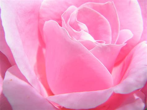 Pink Pink Pink Rose Photograph By Mary Sedivy Fine Art America