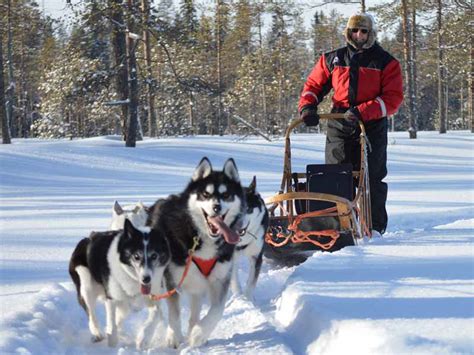 I absolutely love dogs, but i never would have guessed how much i'd immediately take to dog sledding during my trip to finland. Compare Dog Sledding in Sweden, Norway & Finland | Nature ...