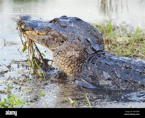 Wild Florida Alligator Jumps Out Of Water Stock Photo Alamy