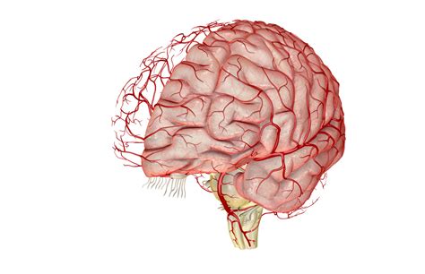 Blood vessel endothelium is continuous with the inner tissue lining of organs such as the brain, lungs, skin, and heart. Migraines Linked With Abnormal Blood Vessel Structure In ...