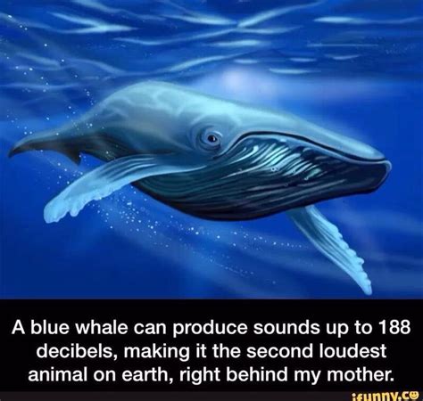 A Blue Whale That Is Floating In The Water And Has An Interesting Quote