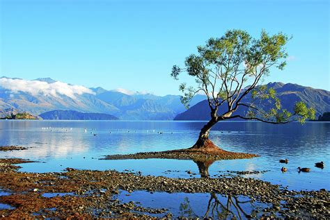 Lone Tree In Lake Wanaka By Olga Katrychenko New Zealand