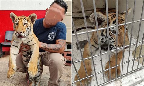 Man Arrested For Walking Tiger In Mexico Streets