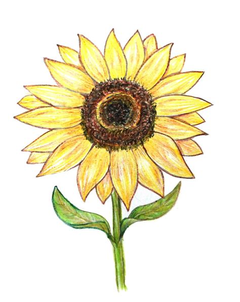 Sunflower Drawing In Pencil