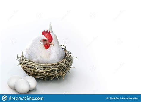 White Hen Laying In A Nest With Eggs Stock Photo Image Of Concept