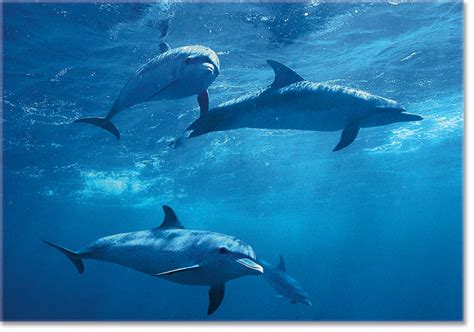 Wyland Store Spotted Dolphin Pod