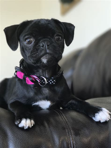 How much are black pugs. Black Pug (With images) | Pugs, Black pug, Pets