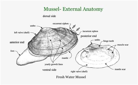 Mussel Anatomy