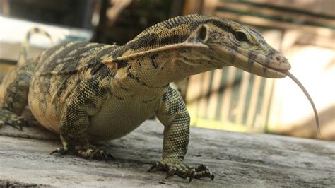 Nama umumnya dalam bahasa melayu, juga bahasa indonesia adalah biawak. Mengenal Reptil : Biawak