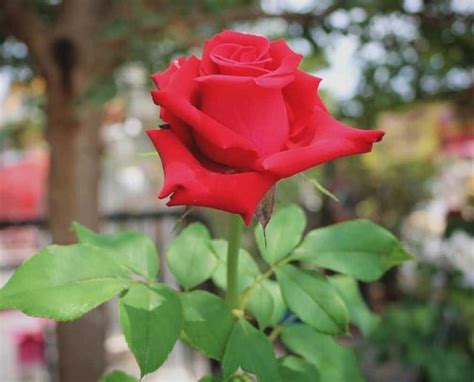 Menakjubkan 30 Bunga Mawar Merah Itu Seperti Apa Gambar Bunga Indah