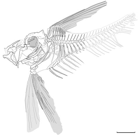 †bajaichthys Elegans Interpretative Drawing Of The Holotype Mcsnv