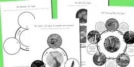 FREE Life Cycle Posters BBC Teach Video Twinkl Partnerships