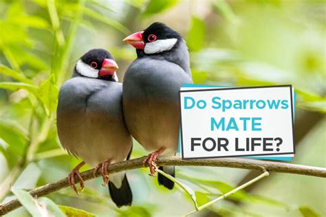 Do Sparrows Mate For Life [a Love Story In Flight] Birdwatching Buzz