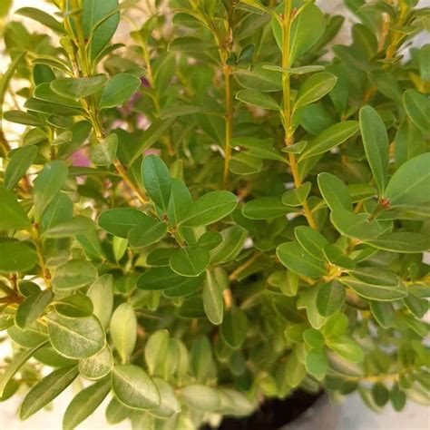 Baby Gem Boxwood 2 Container Grimms Gardens