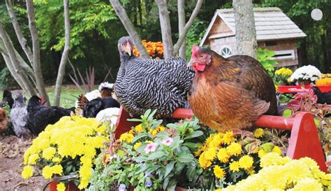 Keep Hens Healthy With A Chicken Playground Hobby Farms