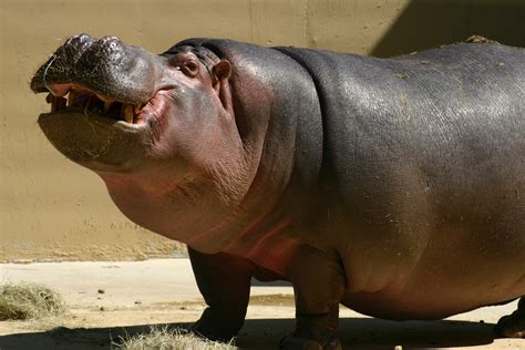 Hippopotamus Hd Wallpaper