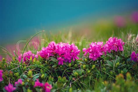 Pink Rhododendron Flowers Growing In Stock Image Colourbox