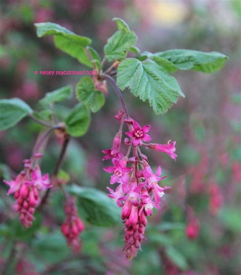 A good hedging plant with attractive bright green foliage. Full size picture of Redflower Currant, Flowering Currant ...