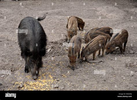 Pig With Piglets Feeding At Farm Stock Photo Alamy