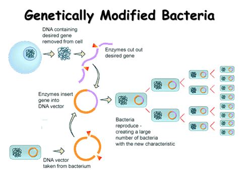 How Are Bacteria Used In Genetic Engineering