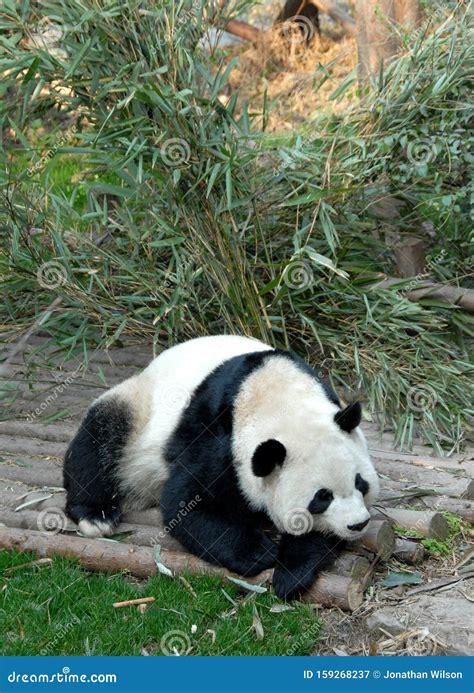Panda At Chengdu Panda Reserve Chengdu Research Base Of Giant Panda