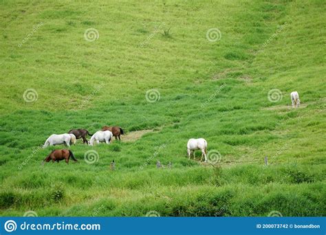Horses Grazing On Green Pastures Farms Stock Photo Image Of Freedom
