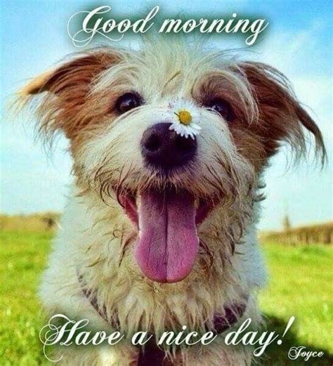 Happy Dog Good Morning Pictures Photos And Images For