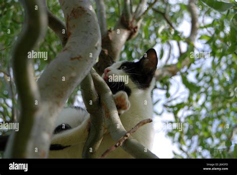 Kitten Climbing In Tree Stock Photo Alamy
