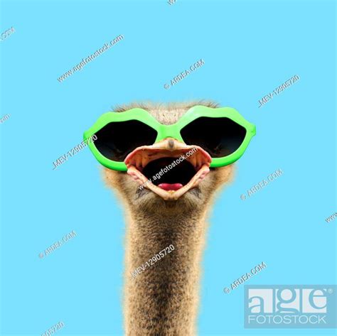 Ostrich Portrait Wearing Lip Shpaed Sunglasses Calling Laughing