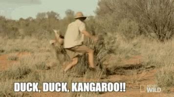 I have found them in many nice gift shops in various cities in australia. Kangaroo Straya GIF - Kangaroo Straya Australia - Discover ...