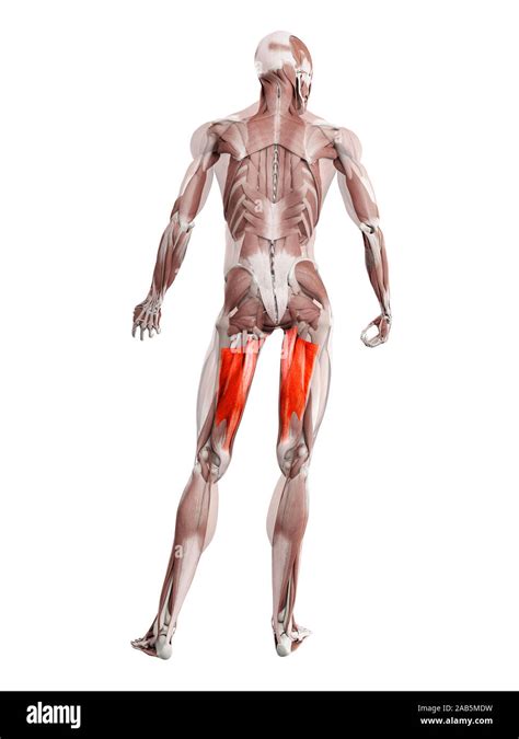 D Rendered Muscle Illustration Of The Adductor Magnus Stock Photo Alamy