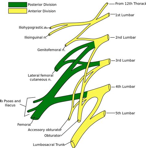 Hip Anatomy Recon Orthobullets