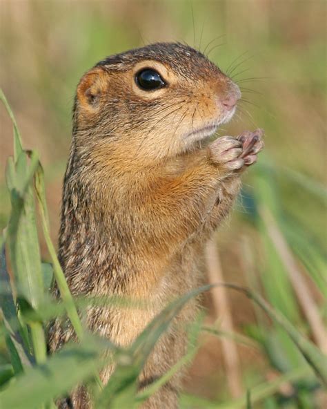 Thirteen Lined Ground Squirrel Aka Striped Gopher By Ma Flickr