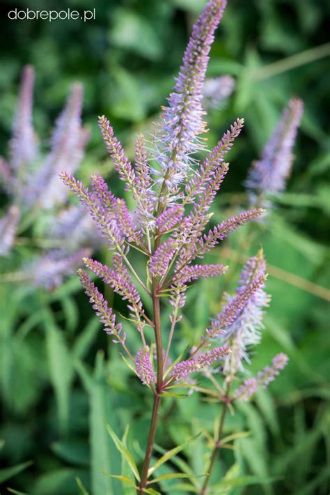 Wildflower, cottage/informal, beds and borders, flower. Szkółka Bylin Dobrepole - Veronicastrum virginicum ...
