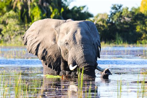 Find africa okavango delta now! Okavango-Delta | Botswana Reisen & Informationsportal