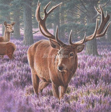 Andrew Hutchinson Illustration Portfolio Wildlife And Countryside