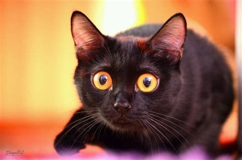 They can see in the dark because the eyes have more flatform than human eyes. Cat with big eyes | Animals photos