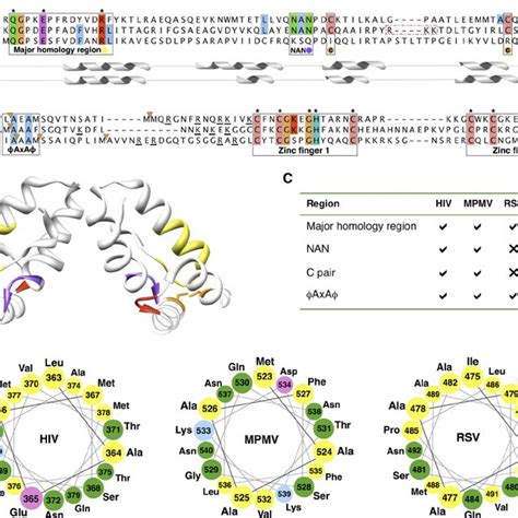 Modular Architecture Of The Full Length Gag Proteins Of Hiv M Pmv And