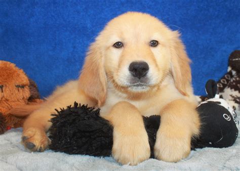 We also discovered that the most significant portion of the traffic. Golden Retriever Puppies For Sale - Long Island Puppies